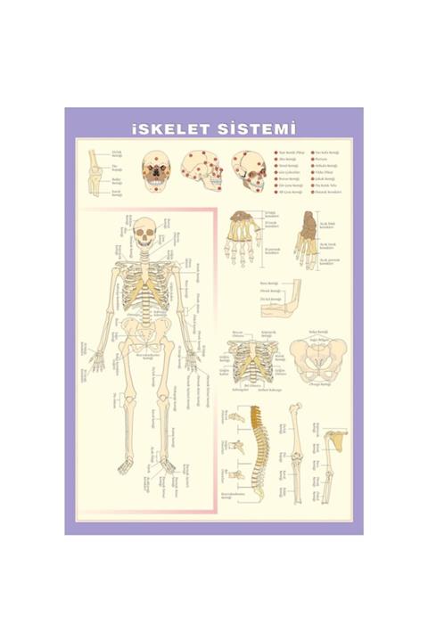 Okul Dünyası Iskelet Sistemi Levhası 70x100 Cm