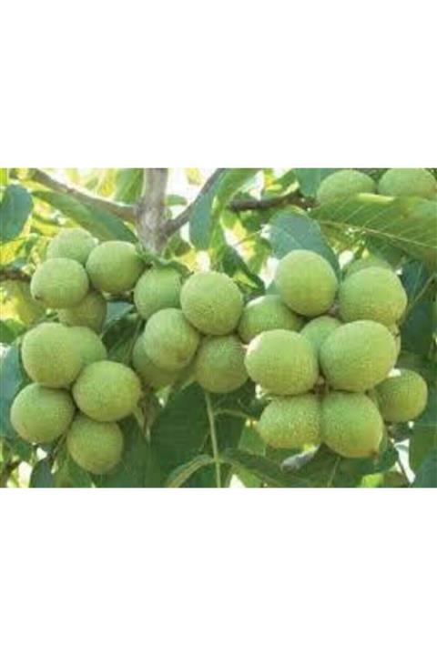 YAYLA TARIM 2 Adet Ceviz Fidanı ( Bodur Salkım ) Soğuk Iklim Aşılı 2 Yaşında 120 Cm Tüplü 12 Ay Dikim..