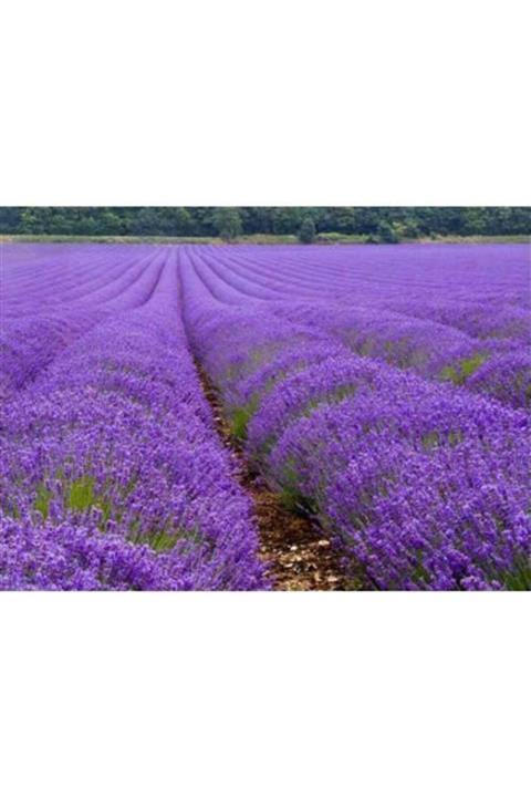 AAC TARIM Güzel Kokulu Lavanta Fidanı
