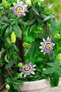 HB BOTANIC Çarkıfelek Çiçeği, Passiflora / 5 Adet Tohum + Saksı + Toprak - Ekim Seti