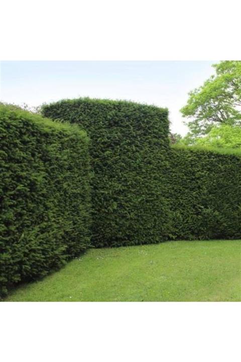 Asenya Mazı Tohumu 10 Gram (500 Adet Tohum) Çit Mazısı Tohumu Çit Mazı Tohumu Mazı Ağacı Tohumu Süs Bitkisi