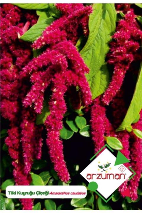 GüçlüTedarik Tilki Kuyruğu (amaranthus Caudatus) Çiçek Tohumu 100 Adet