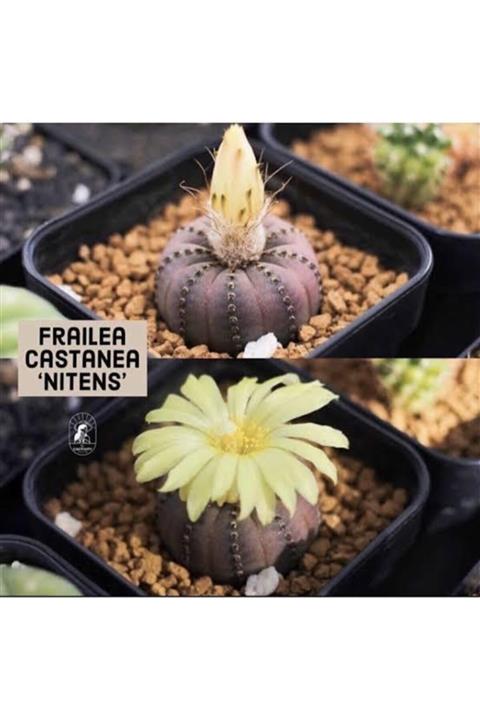EMİN KAKTÜS 15 Adet Frailea Castanea Nitens Tohumu + 0.7 Litre Saskı + Çimlendirme Torfu