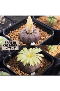 EMİN KAKTÜS 15 Adet Frailea Castanea Nitens Tohumu + 0.7 Litre Saskı + Çimlendirme Torfu
