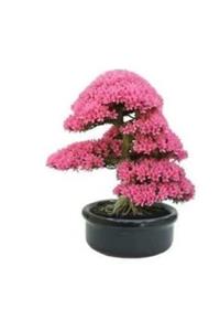Çam Tohumculuk Erguvan Bonzai Ağacı Tohumu 5 Adet Bonsai Ağacı Tohumu