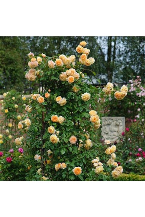 1001fidan Rosa Climbing Kavuniçi Yediveren Sarmaşık Gül Fidanı