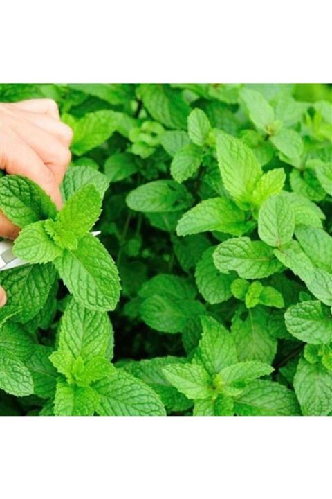 Bitki Dizayn Yeşil Anadolu Nane Fidesi (50 Adet)