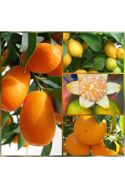 Berke Fidancılık 4 Lü Aşılı Özel Narenciye Fidanı Pakedi (kamkat, Yediveren Limon, Okitsu Mandalin,washington Portaka