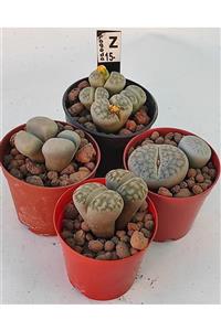 Pagoda Yerli Üretim Taş Kaktüs-lithops-4 Adet 5.5 Cm Saksıda (19c/z15)