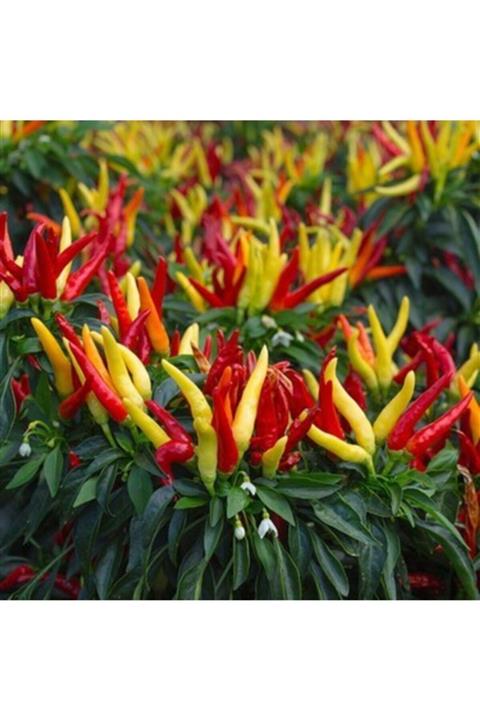 Tohum Seç Renkli Yukarı Bakan Süs Biberi Tohumu, 30 Adet Tohum