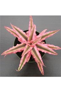 MB BOTANİK Cryptanthus Pink Star 6cm Saksıda Özel Tür Orjinal Renk