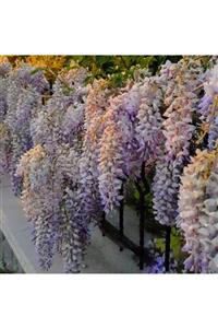 Mutlu Paket Tüplü Yoğun Kokulu Wisteria Sinensis Mor Salkım Fidanı(200-280cm)