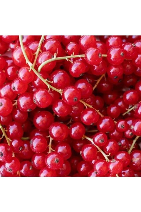 TohumBul Tüplü Kırmızı Lake Frenk Üzümü Fidanı