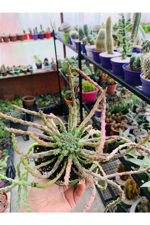 foliumbotanik Euphorbia Caput Medusae Sukulent Büyuk Boy