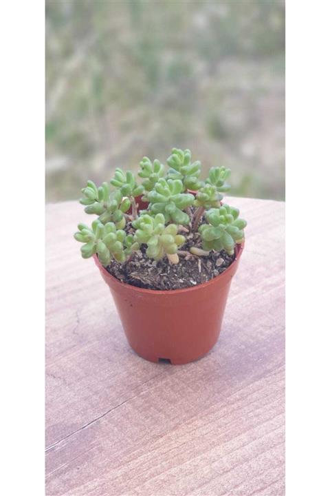 Hira çiçekçilik. Sedum