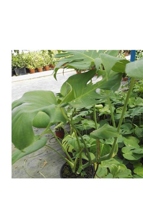 lalaahmetbotanik Deve Tabanı Çiçeği Monstera Deliciosa Kargo Dahil