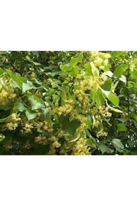 fidanciyiz Tüplü Ihlamur Ağacı Fidanı