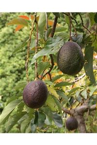 Sağlam Fidancılık Tüplü Aşılı Özel Üretim Has Black Avokado Fidanı