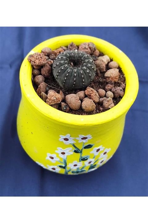 Pagoda Frailea Castanea-8 Cm Saksı-ref 01b/95-nadir Kaktüs