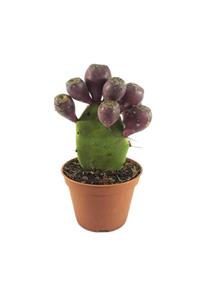 Palmiye Opuntia Kaktüs - 12 Cm Plastik Saksıda