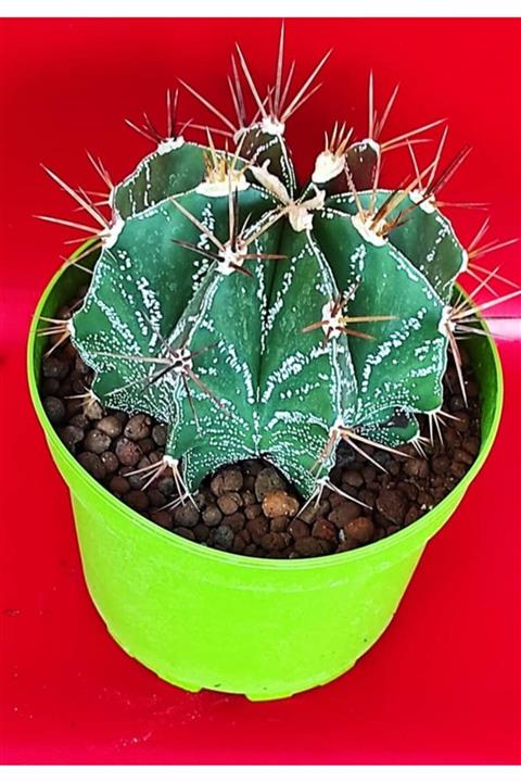 Pagoda Yayınları Astrophytum , Kaktüs, 15 Cm Saksı (18-e/93)
