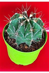 Pagoda Yayınları Astrophytum , Kaktüs, 15 Cm Saksı (18-e/93)