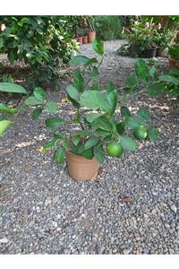 Köyceğiz Bitki Dünyası Bodur Limon (mayer Limon) 3 Yaş Bonsai Limon