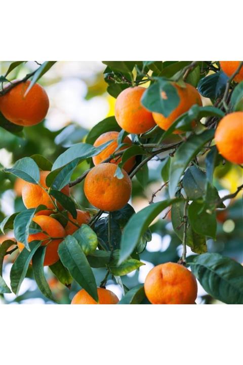 TohumBul Tüplü Bodur Tipte Çok Dallı 3-4 Yaşlı W.murcott Mandalina Fidanı