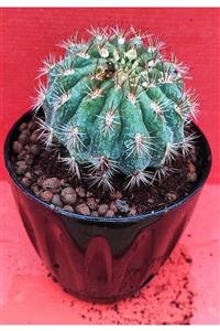 Pagoda Melocactus-13 Cm Saksı-ref 01f/t51 Kaktüs