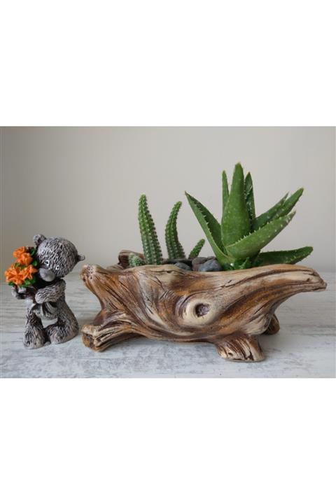 EYLÜL SUKULENT KÜTÜK MODEL SAKSIDA SUKULENT VE KAKTÜS ARANJMANI