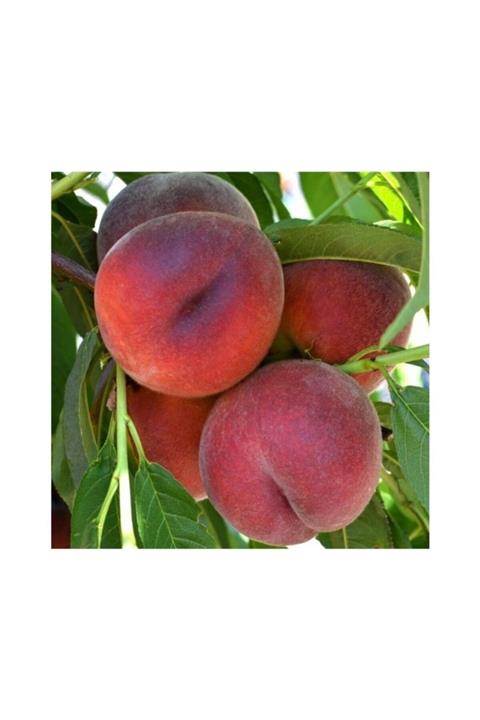 fidanbahcem Saksılı Bodur Şeftali Ağacı