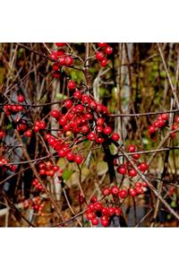 İdeaPazar Tüplü Nadir Çeşit Kırmızı Aronya Aronia Chokeberry Fidanı