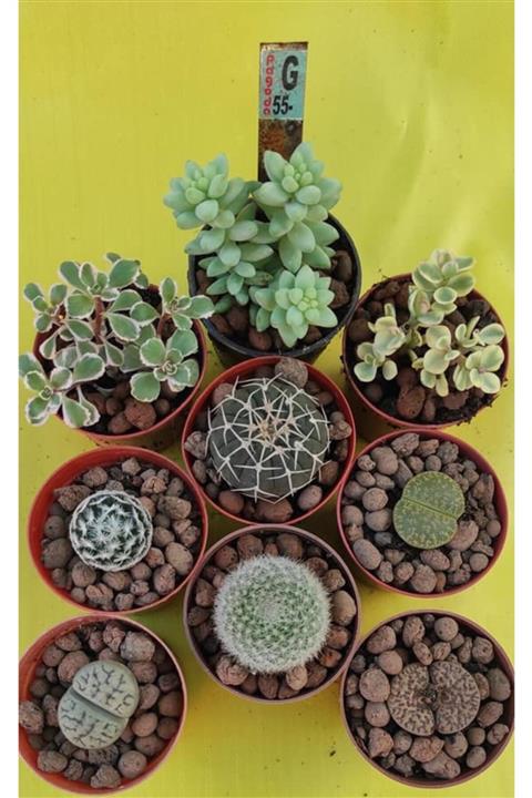 Pagoda 5.5 Cm Saksılarda 9 Ürün Bir Arada-kaktüs&sukulent&lithops Ref 20b/g59