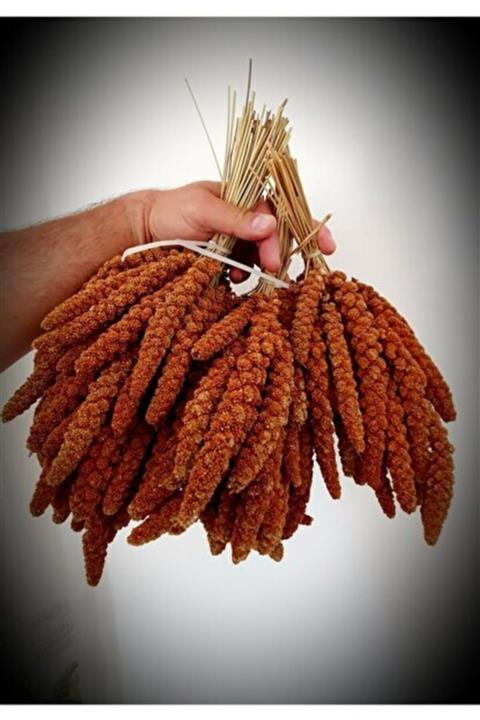 Özdemir Petshop Kızıl Daldarı 500 Gr