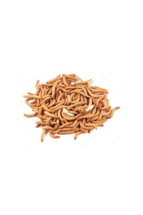 TROPİKAL Proteinli Un Kurdu 1000 Adet