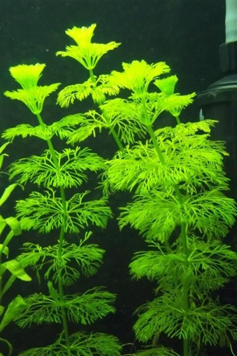 BIO AQUATIC Limnophila Sessiliflora 5 Adet
