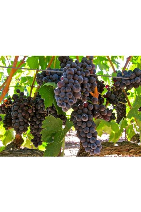 ruzgarbotanik Beylerce Üzüm Asması Fidanı 2 Yaşında