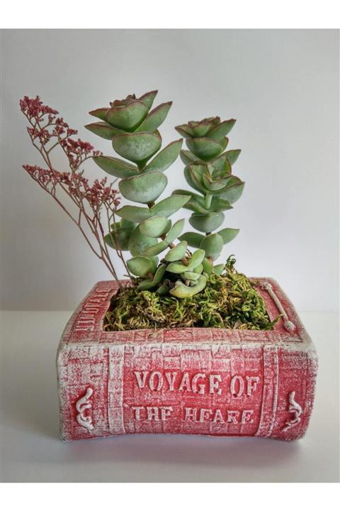 EYLÜL SUKULENT Canlı Howartia Sukulent Tasarımı Kitap Model Saksıda Küçük Boy