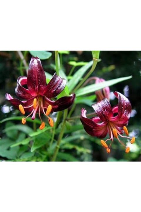 GARDENYA TOHUMCULUK 2 Adet Bordo Renk Kokulu Lilyum (zambak) Çiçek Soğanı