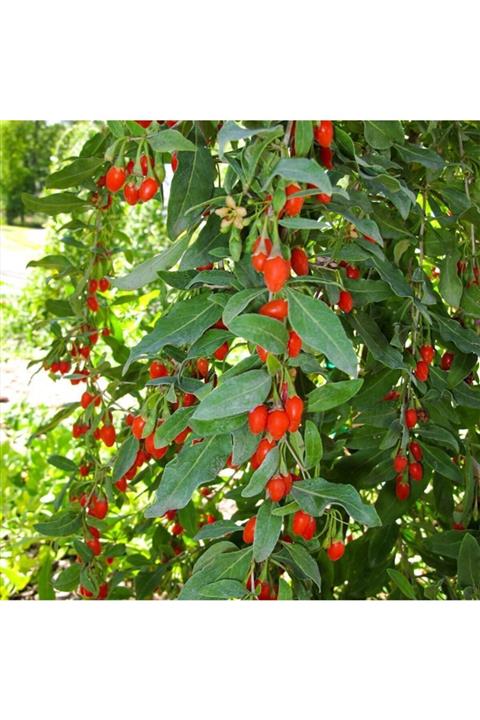 Floramut Saksıda Meyve Verme Yaşında Kırmızı Goji Bery Kurt Üzümü