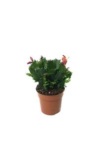 Betonish Schlumbergera 'red' - Kaktüs - Yılbaşı Çiçeği