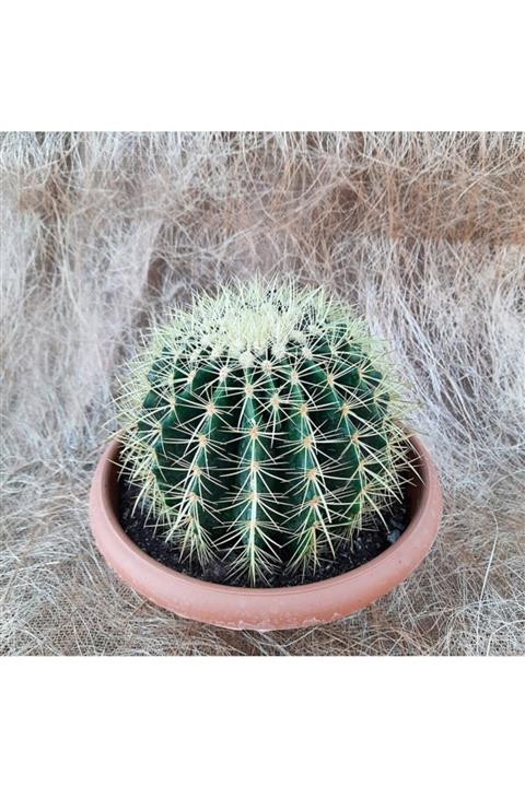 mutbirlik İthal Radyosyon Emici Echino Kaktüs 16-18 Cm Çapında