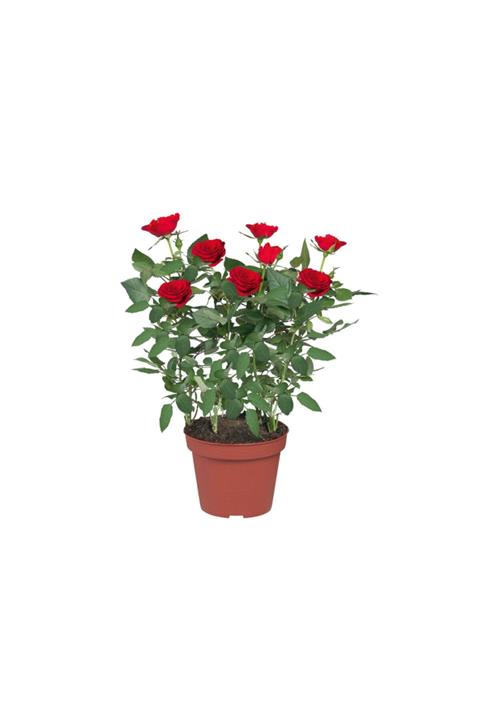 Karadeniz Fidancılık Minyatür Gül Saksılı Kırmızı
