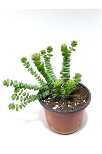 ünal kaktüs Crassula Marnieriana 8,5 (sukulent)