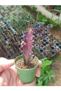 DOĞA BAHÇESİ Euphorbia Trigona Red Krmızı Süt Ağacı Kaktüs 5,5cm