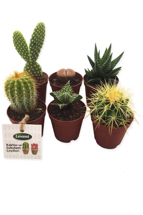 LEVANT Kaktüs Sukulent Seti Zion 6 Adet Yeni Seri
