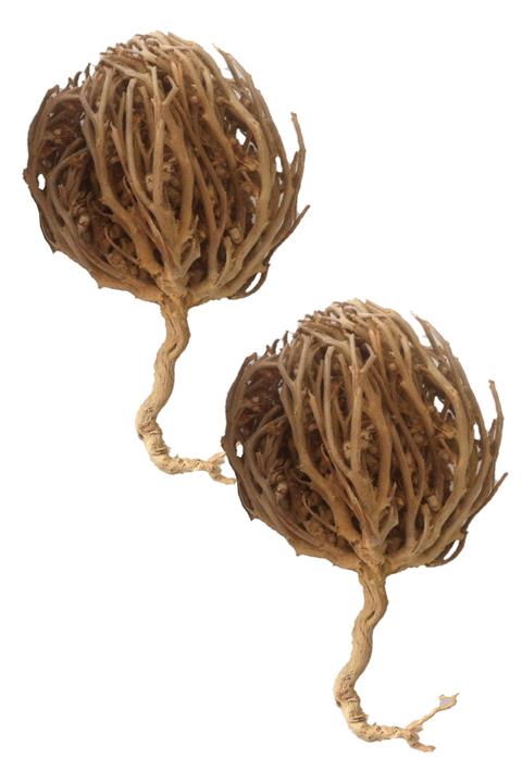 aktarloji 2 Adet Meryam Ana Fatma Ana Eli Otu