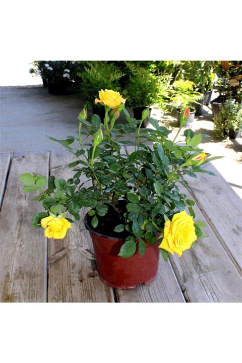 Renk Sepeti Sarı Xl Mini Gül Fidanı 30 - 40 Cm