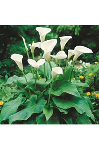 fidanistanbul Zantedeschia Aethiopica Bahçe Galası Çiçeği, Saksıda