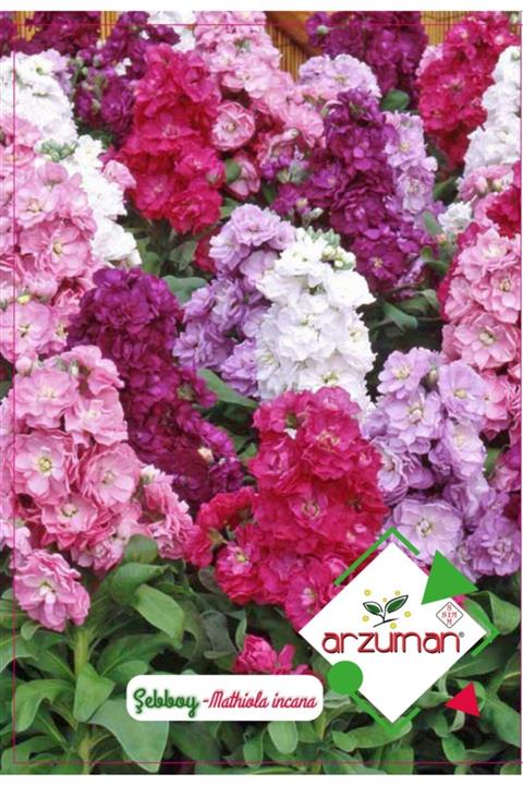 Arzuman Tohum Şebboy Çiçeği Çiçek Tohumu